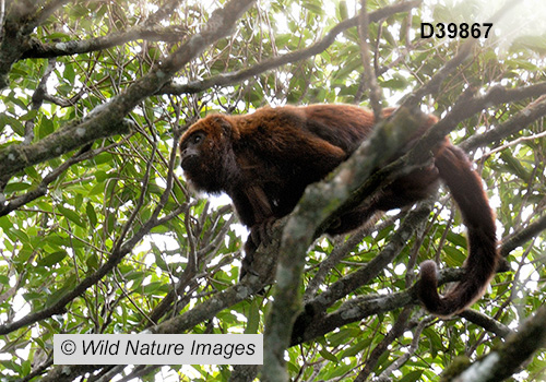 Brown Howler (Alouatta guariba)